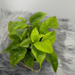 Monstera Piccolo - www.augi-plants.lv