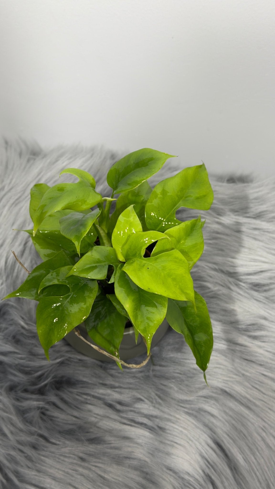 Monstera Piccolo - www.augi-plants.lv