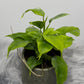 Monstera Piccolo - www.augi-plants.lv