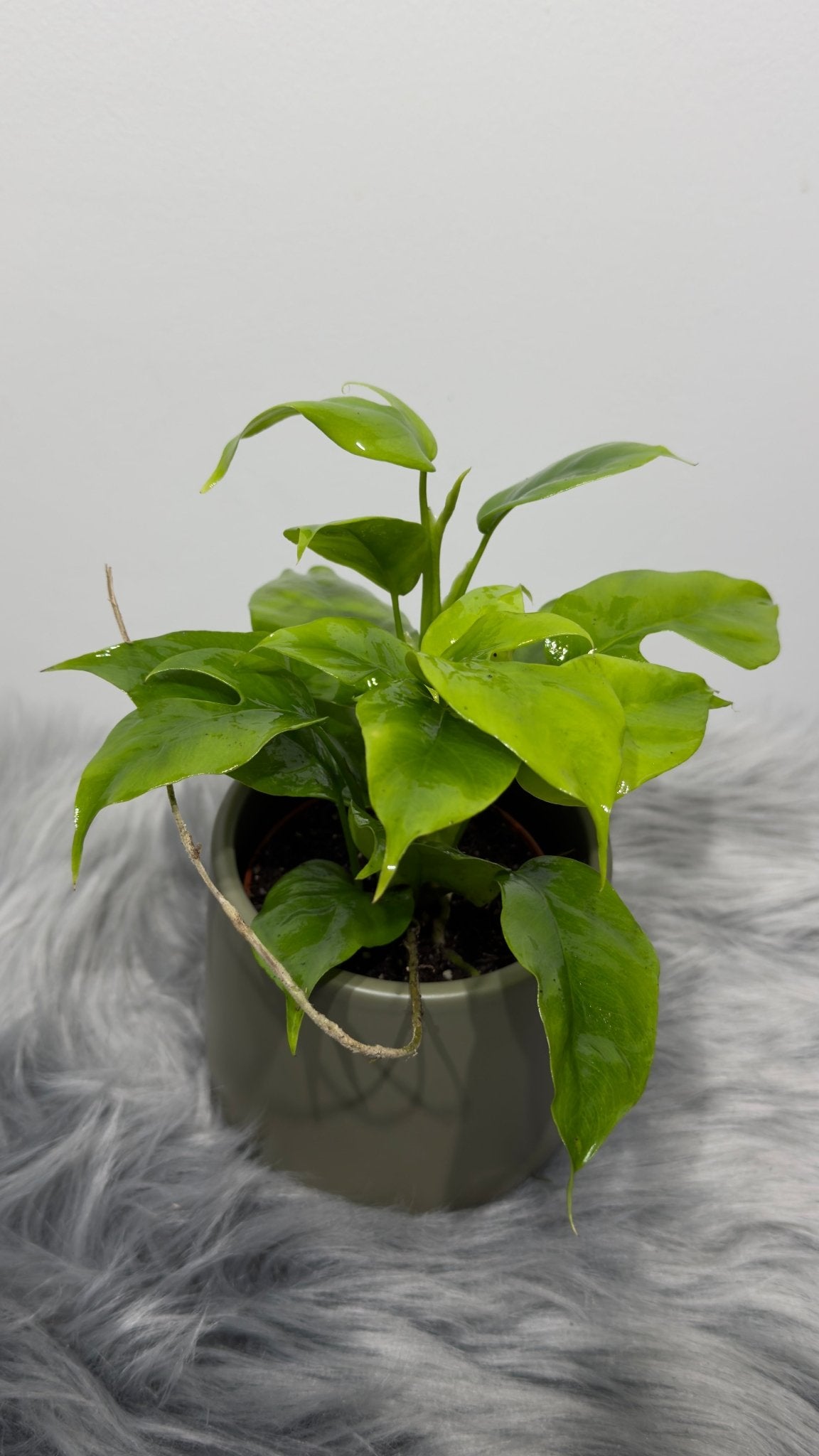 Monstera Piccolo - www.augi-plants.lv