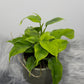Monstera Piccolo - www.augi-plants.lv