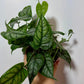 Monstera siltepecana - www.augi-plants.lv