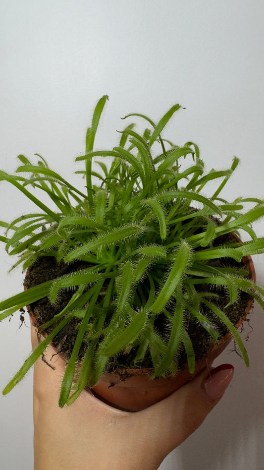 Mušķērājs Drosera - www.augi-plants.lv