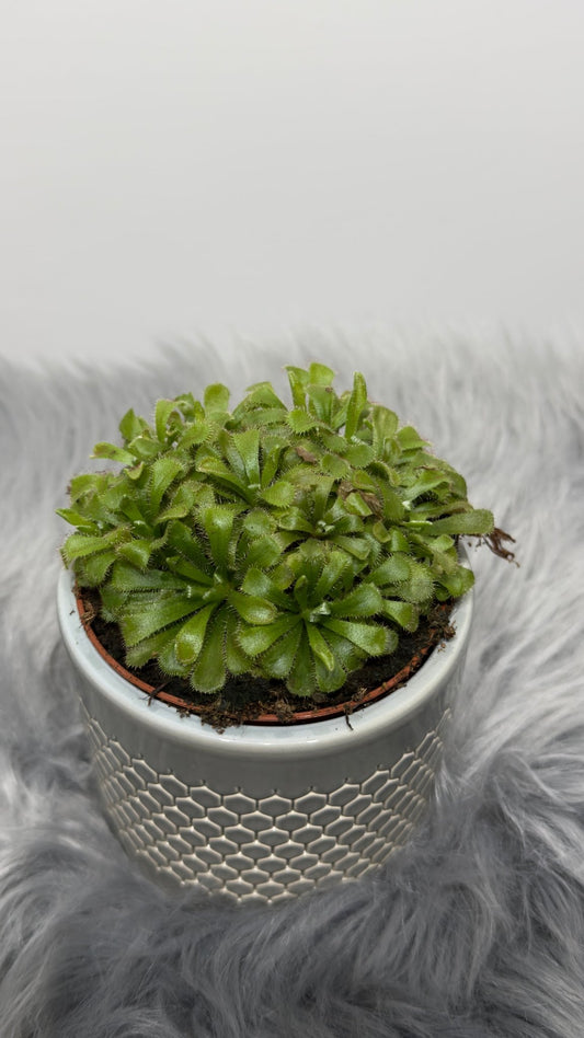 Mušķērājs Drosera Aliciae - www.augi-plants.lv