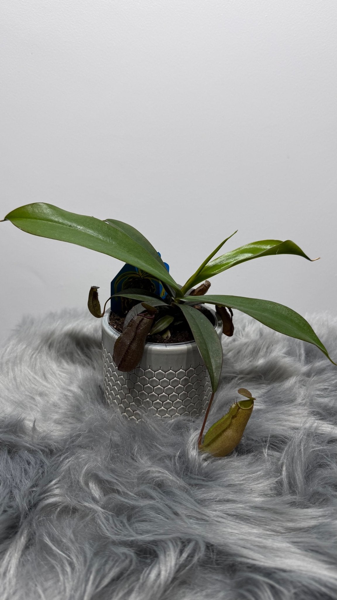 Mušķērājs Nepenthes - www.augi-plants.lv