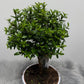 Myrtus Communis Mirte - www.augi-plants.lv