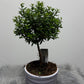 Myrtus Communis Mirte - www.augi-plants.lv
