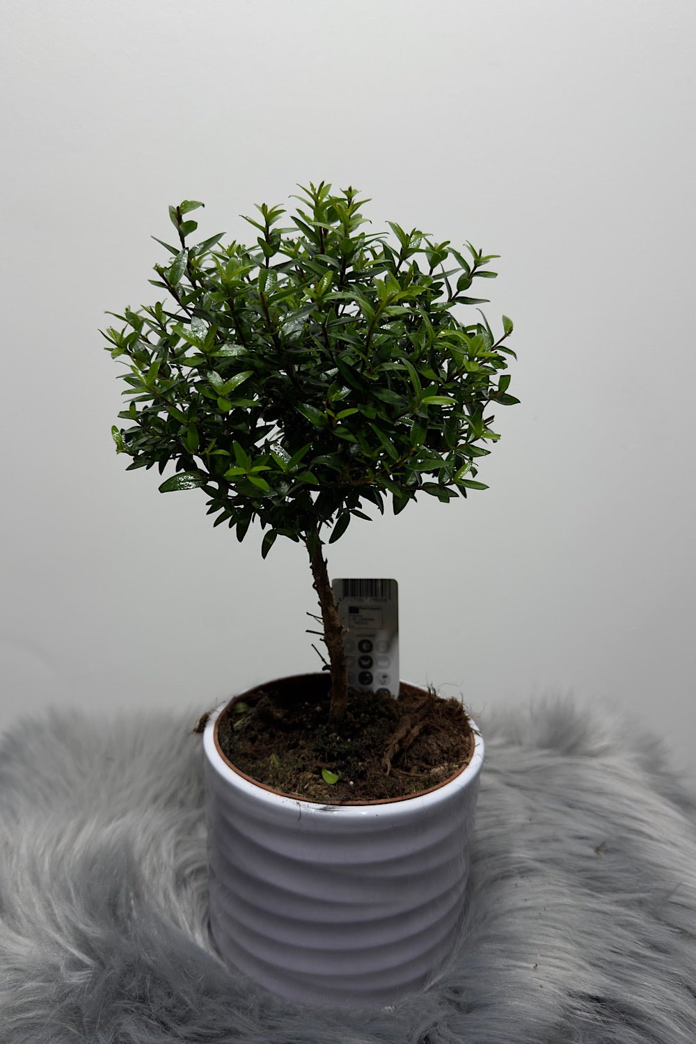 Myrtus Communis Mirte - www.augi-plants.lv