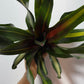 Neoregelia - www.augi-plants.lv