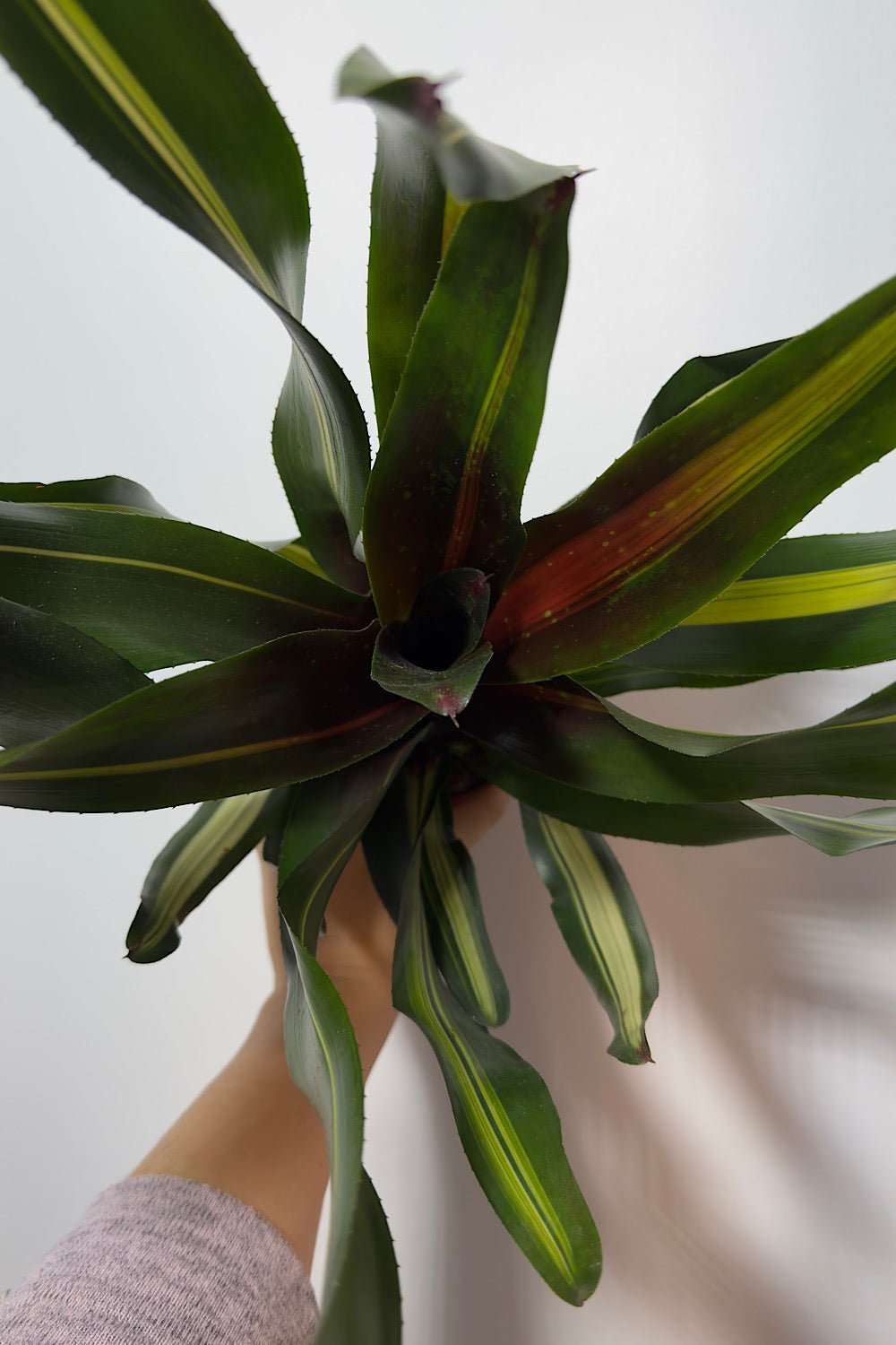 Neoregelia - www.augi-plants.lv