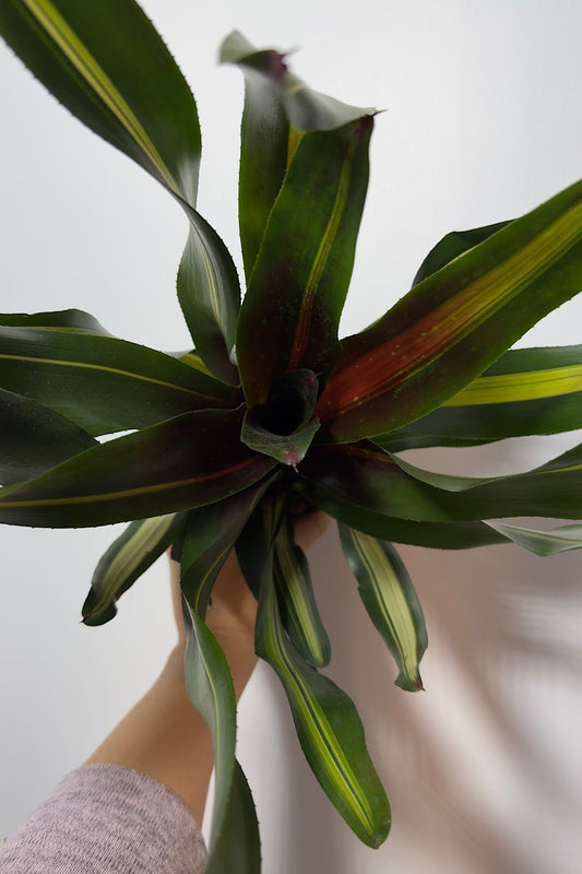 Neoregelia - www.augi-plants.lv