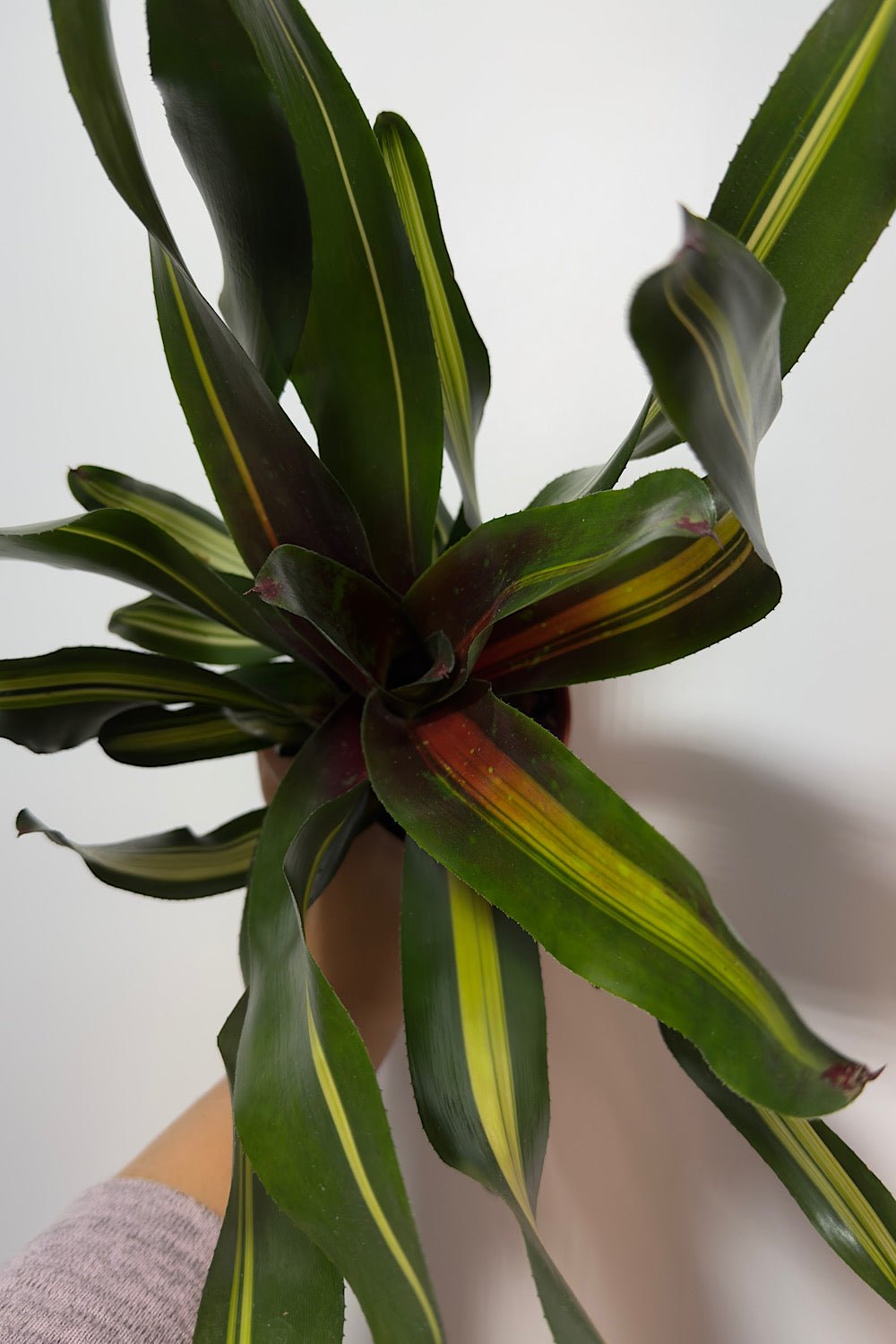 Neoregelia - www.augi-plants.lv