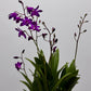 Orhideja Dendrobium Berry Oda SMARŽO! - www.augi-plants.lv