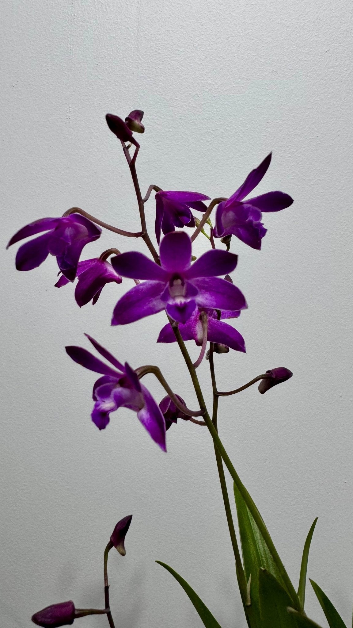 Orhideja Dendrobium Berry Oda SMARŽO! - www.augi-plants.lv