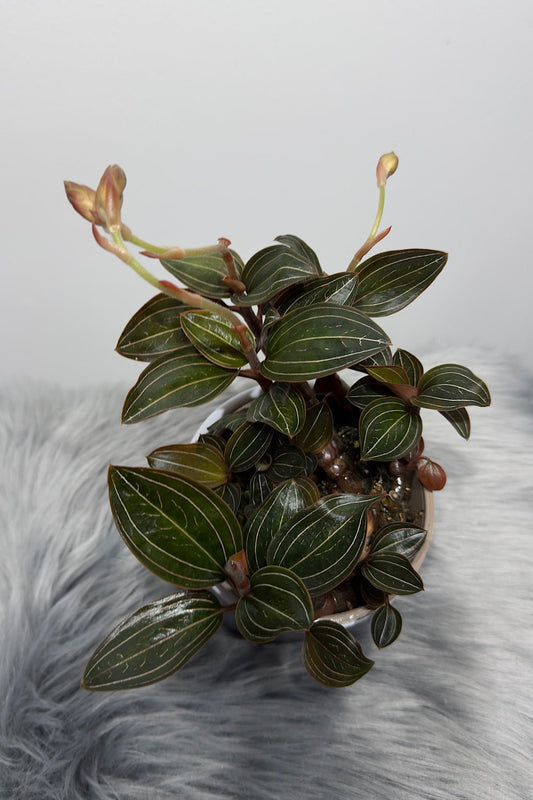 Orhideja Ludisia discolor - www.augi-plants.lv