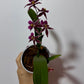 Orhideja Oncidium SMARŽO - www.augi-plants.lv