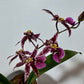 Orhideja Oncidium SMARŽO - www.augi-plants.lv