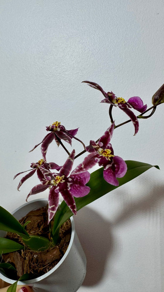 Orhideja Oncidium SMARŽO - www.augi-plants.lv