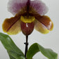Orhideja Paphiopedilum Amerika 1 - www.augi-plants.lv