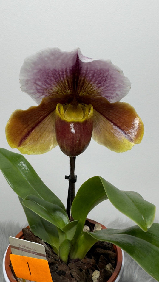 Orhideja Paphiopedilum Amerika 1 - www.augi-plants.lv