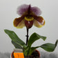 Orhideja Paphiopedilum Amerika 1 - www.augi-plants.lv