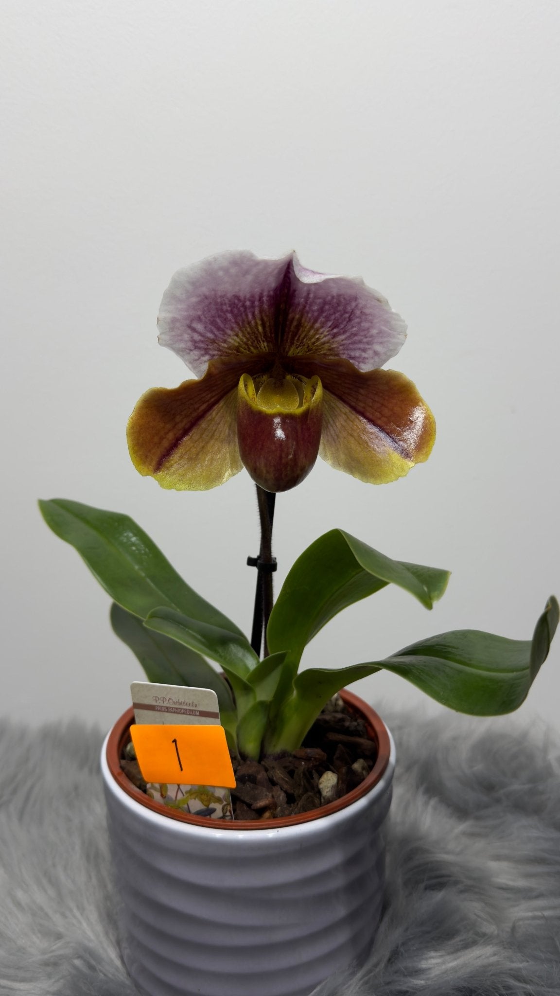 Orhideja Paphiopedilum Amerika 1 - www.augi-plants.lv