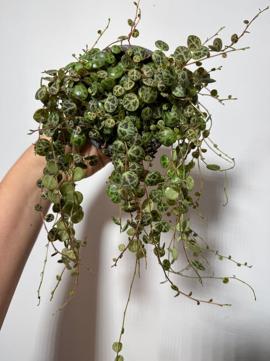Peperomia prostrata - www.augi-plants.lv
