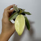 Philodendron FLORIDA GHOST - www.augi-plants.lv