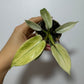 Philodendron FLORIDA GHOST - www.augi-plants.lv