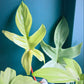 Philodendron FLORIDA GHOST - www.augi-plants.lv