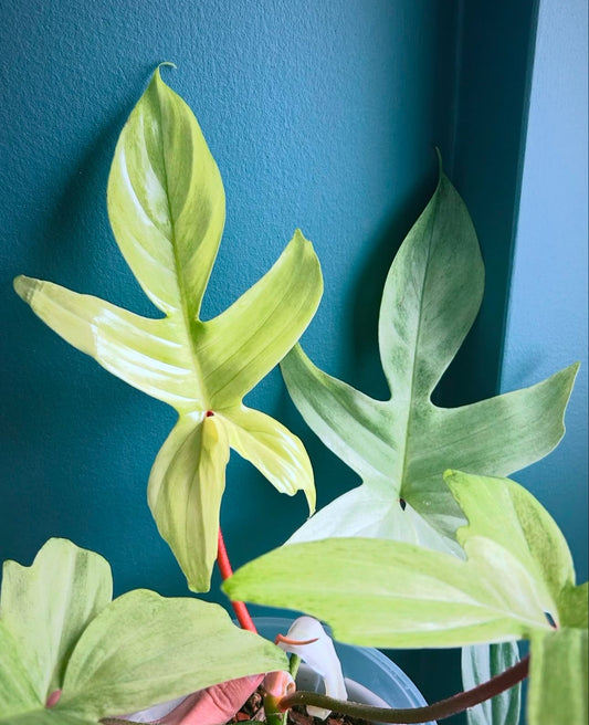 Philodendron FLORIDA GHOST - www.augi-plants.lv