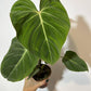 Philodendron Gloriosum - www.augi-plants.lv