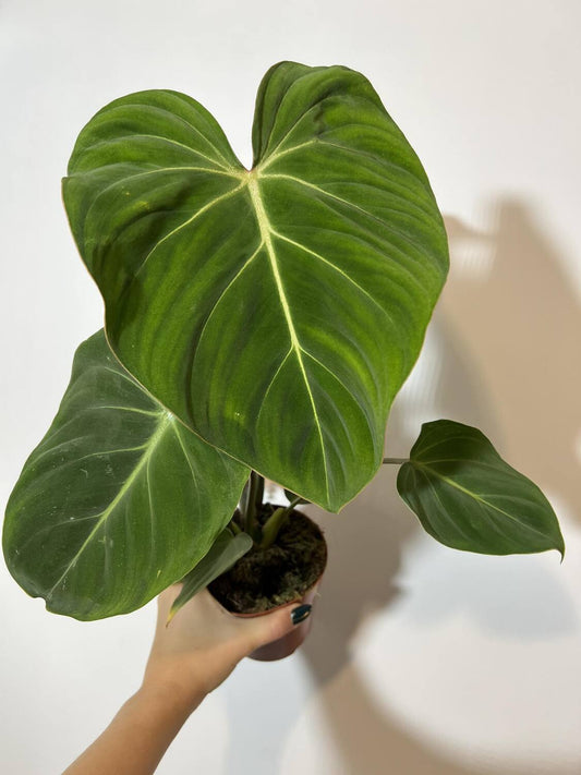 Philodendron Gloriosum - www.augi-plants.lv