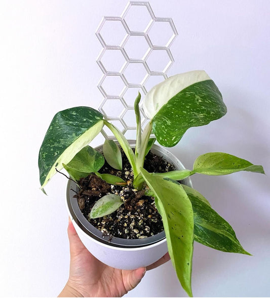 Philodendron Jose Bueno - www.augi-plants.lv