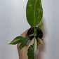 Philodendron Jose Bueno - www.augi-plants.lv