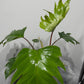 Philodendron mayoi - www.augi-plants.lv