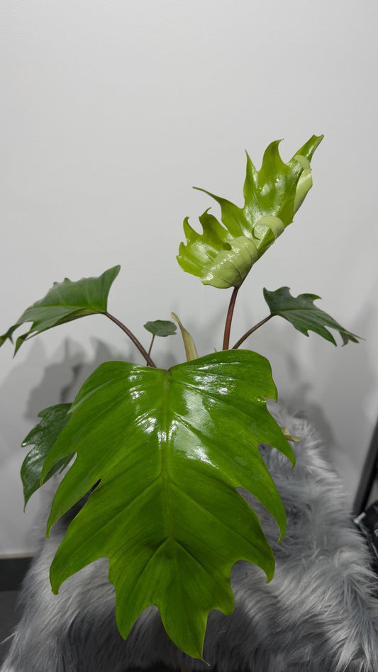 Philodendron mayoi - www.augi-plants.lv