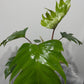 Philodendron mayoi - www.augi-plants.lv