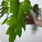 Philodendron mayoi - www.augi-plants.lv