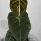 Philodendron melanochrysum - www.augi-plants.lv