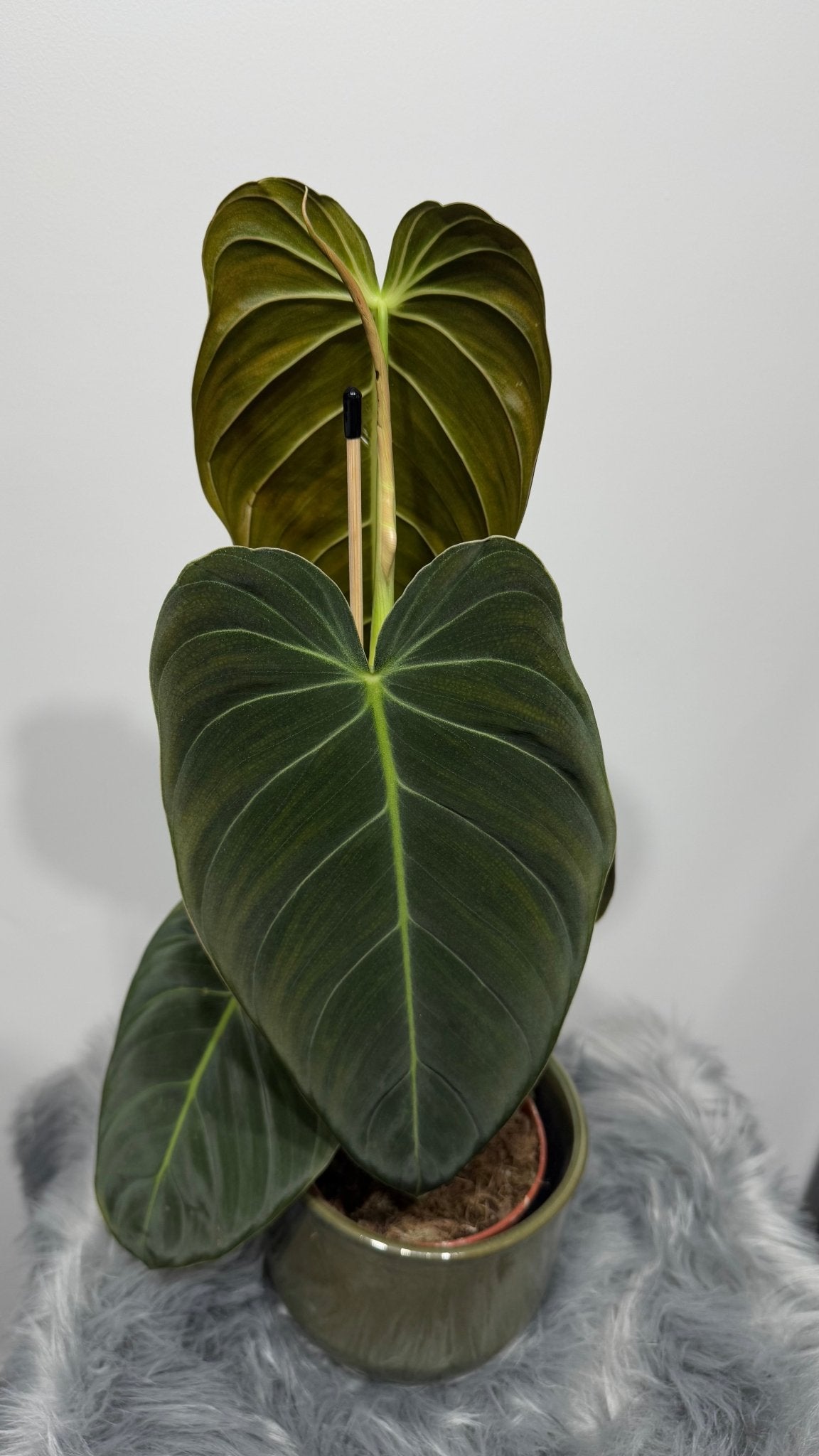 Philodendron melanochrysum - www.augi-plants.lv