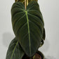 Philodendron melanochrysum - www.augi-plants.lv