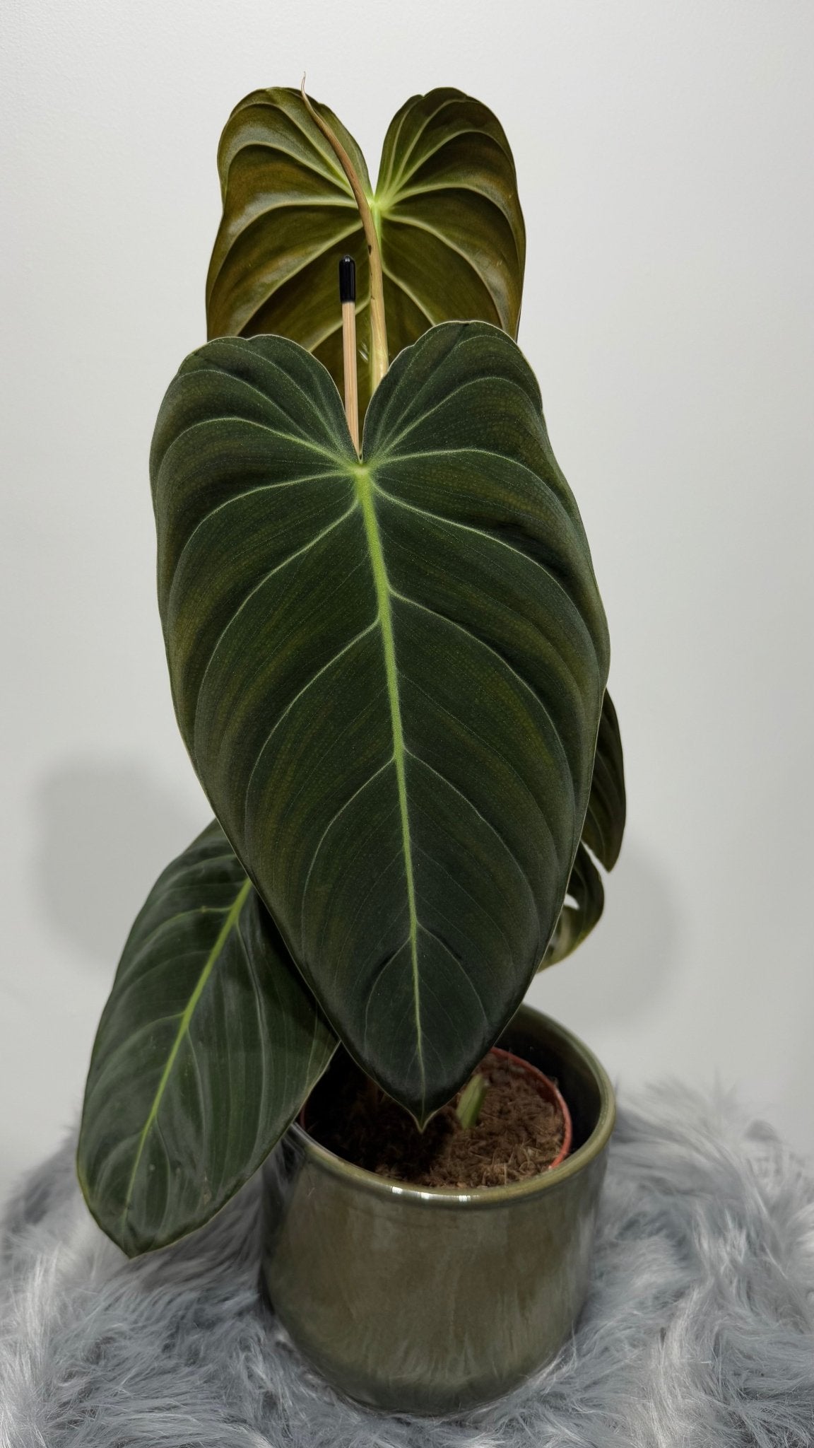 Philodendron melanochrysum - www.augi-plants.lv