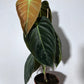 Philodendron melanochrysum - www.augi-plants.lv