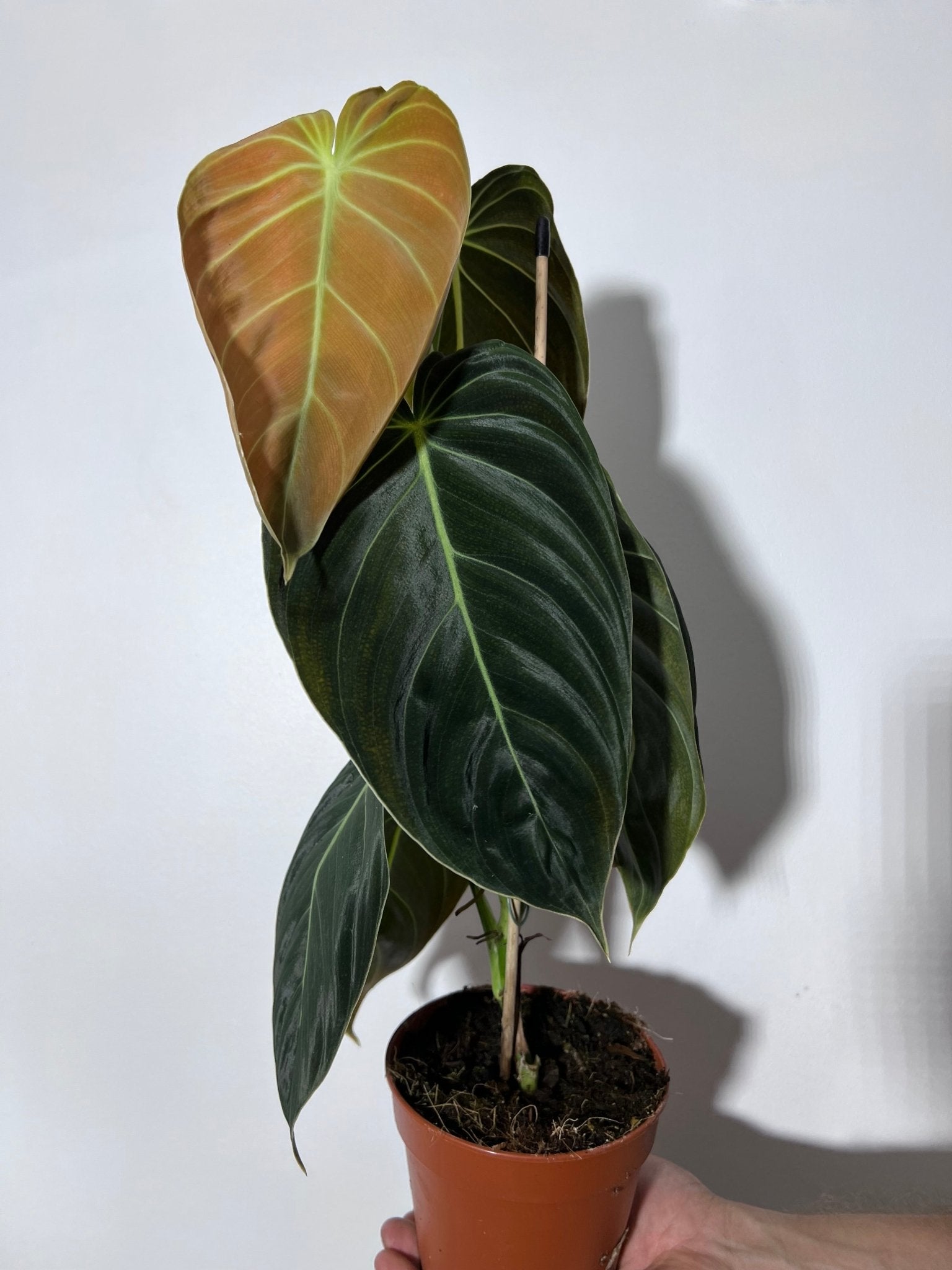 Philodendron melanochrysum - www.augi-plants.lv