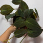 Philodendron Micans - www.augi-plants.lv