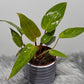 Philodendron Painted Lady - www.augi-plants.lv