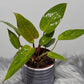 Philodendron Painted Lady - www.augi-plants.lv