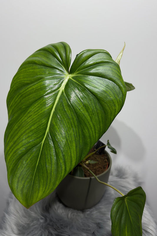 Philodendron Pastazanum - www.augi-plants.lv