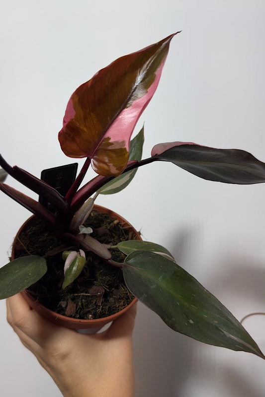 Philodendron Pink Princess - www.augi-plants.lv